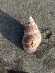 Nassarius olivaceus