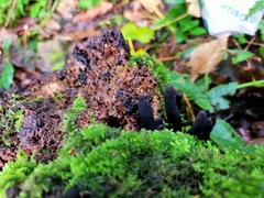 Xylaria