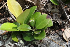 Hoya australis australis