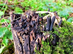 Xylaria