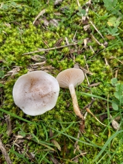 Clitocybe dealbata