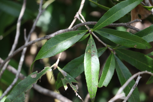Image of Denhamia pittosporoides by (c) Greg Tasney, some rights reserved (CC BY-SA)