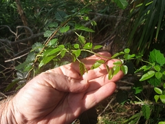 Jasminum didymum racemosum