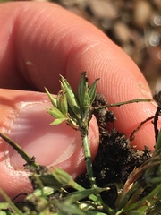 Juncus ranarius