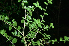 Eurya leptophylla
