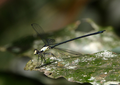 Austroargiolestes aureus