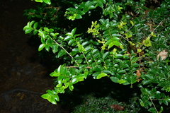 Eurya leptophylla