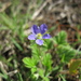Eastern Stork's-Bill - Photo (c) Harry Rose, some rights reserved (CC BY)