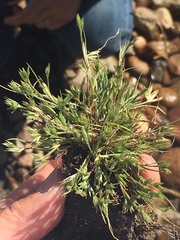Juncus ranarius