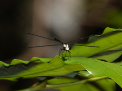 Austroargiolestes aureus