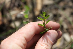 Phyllanthus hirtellus