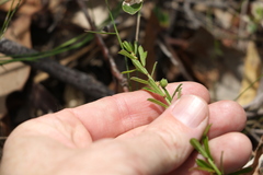 Phyllanthus hirtellus