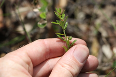 Phyllanthus hirtellus
