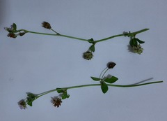 Trifolium resupinatum