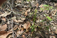 Phyllanthus hirtellus