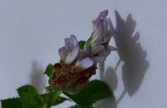 Trifolium resupinatum