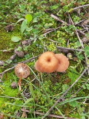 Omphalina galericolor
