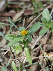 Asteriscus aquaticus