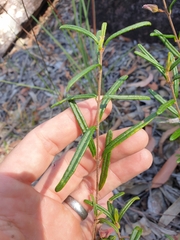 Boronia hapalophylla