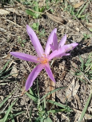 Colchicum lusitanum