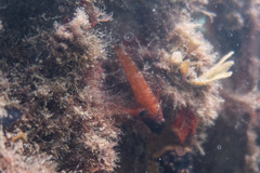 Enneapterygius atrogulare