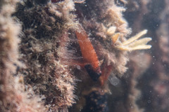 Enneapterygius atrogulare