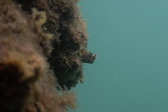 Parablennius intermedius