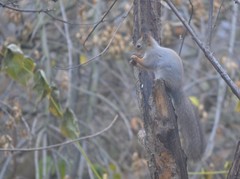 Sciurus vulgaris