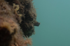 Parablennius intermedius