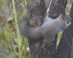Sciurus vulgaris