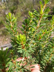 Pultenaea rostrata