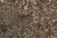 Rhynchocinetes serratus