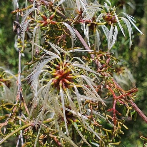 Image of Clematis leptophylla by no rights reserved