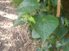 Stephania japonica