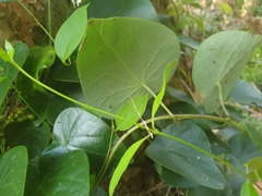 Stephania japonica