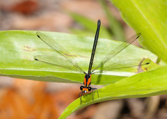 Austroargiolestes aureus