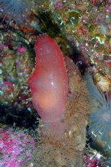 Ascidia mentula