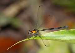 Austroargiolestes aureus