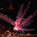 Rosy Feather Star - Photo (c) Tony Gilbert, some rights reserved (CC BY-NC), uploaded by Tony Gilbert