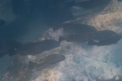 Girella elevata