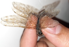 Selysiothemis nigra