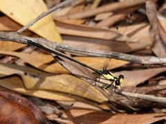 Austroargiolestes aureus