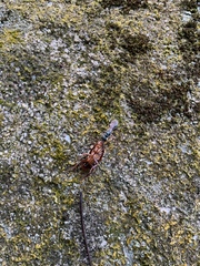 Trirogma caerulea