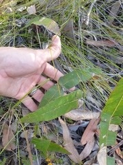 Angophora robur