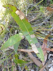 Angophora robur