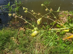 Hibiscus diversifolius