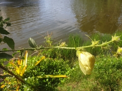 Hibiscus diversifolius