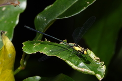 Austroargiolestes aureus