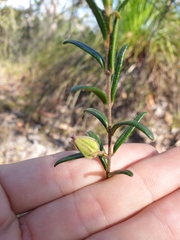 Boronia hapalophylla