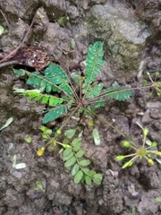 Biophytum sensitivum